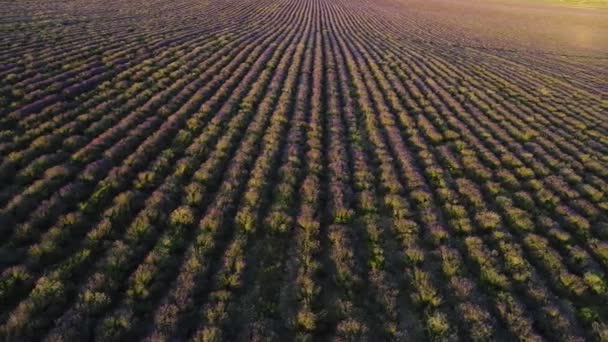 Aerial view of rows of purple lavender in blooming field during sunset, floral background. Shot. Breathtaking lilac flowers growing on the furrows of big beautiful field. — Stock Video