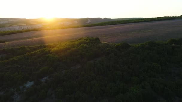 Vue aérienne d'un paysage avec champ de lavande et arbres verts sous le ciel couchant. Fusillade. Superbe vue aérienne depuis le drone d'un champ de lavande en rangées infinies . — Video