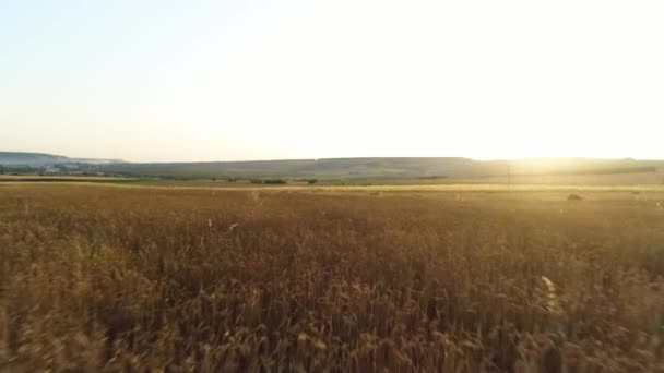 Luchtfoto van het veld met gouden oren van tarwe bij zonsondergang, agrarische industrie concept. Neergeschoten. Landelijk landschap bij dageraad met de zon over de velden. — Stockvideo