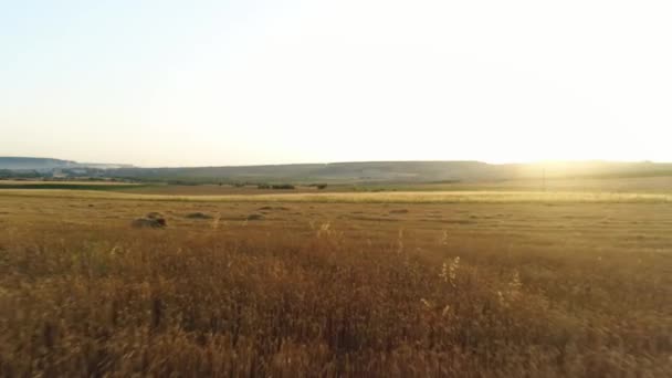 Aerial view of the field with gold ears of wheat in sunset, agricultural industry concept. Shot. Rural landscape at dawn with the sun over the fields. — ストック動画