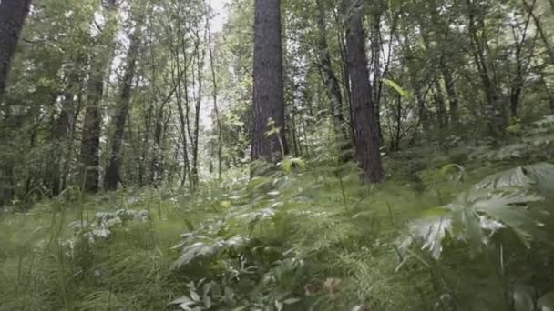 Bottom view of green grass, plants and trees in the summer forest with bright sky among the trees crown on the background. Stock footage. Deciduous forest, beauty of nature. — Stock Video