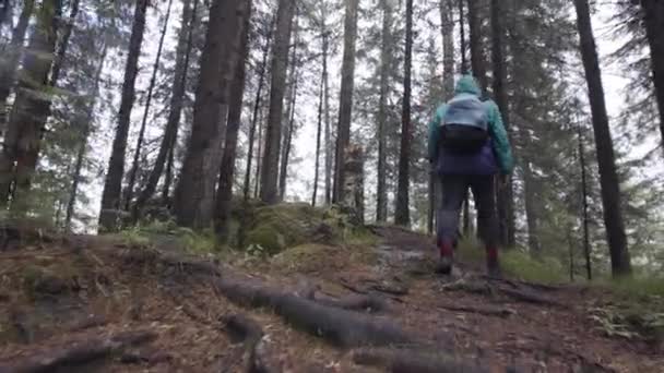 Pohled zezadu na turistu s batohem šplhajícím po skalnaté stezce v horském lese, dobrodružné a turistické koncepci. Záběry ze skladu. Muž šplhá na horu v lese. — Stock video