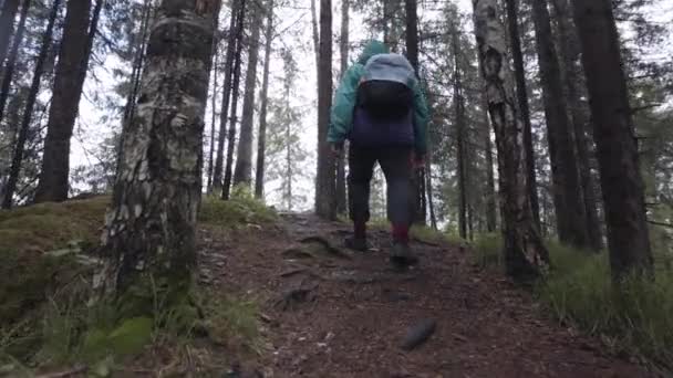 Rer vista de senderista masculino en carretera forestal. Imágenes de archivo. Hombre viajero explorando la naturaleza y caminando a través de los bosques, trekking un camino rocoso entre pinos verdes . — Vídeos de Stock