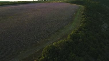 Güneşin doğuşunda yeşil ağaçlarla çevrili büyük lavanta tarlasının havadan görünüşü. Vuruldu. Valensole Platosu, Provence, Fransa ve Avrupa 'da manzara.