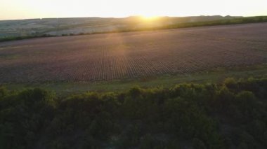 Güneşin doğuşunda yeşil ağaçlarla çevrili büyük lavanta tarlasının havadan görünüşü. Vuruldu. Valensole Platosu, Provence, Fransa ve Avrupa 'da manzara.