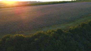 Güneşin doğuşunda yeşil ağaçlarla çevrili büyük lavanta tarlasının havadan görünüşü. Vuruldu. Valensole Platosu, Provence, Fransa ve Avrupa 'da manzara.