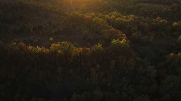 Flygfoto över det gröna fältet med träd under den gyllene solen på sommarkvällen. Skjuten. Ovanifrån på ängen täckt av grönt gräs och skog. — Stockfoto