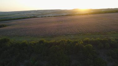 Güneşin doğuşunda yeşil ağaçlarla çevrili büyük lavanta tarlasının havadan görünüşü. Vuruldu. Valensole Platosu, Provence, Fransa ve Avrupa 'da manzara.