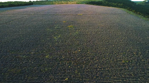 Vista aérea del hermoso amanecer sobre el gran campo de lavanda. Le dispararon. Paisaje en Valensole plateau, Provenza, Francia, Europa — Foto de Stock