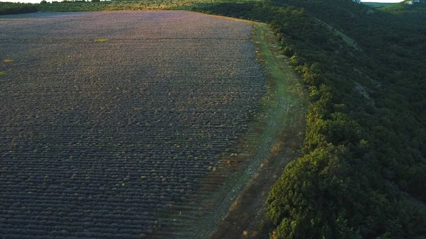 Vista aerea della bellissima alba sopra il grande campo di lavanda. Gli hanno sparato. Paesaggio in Altopiano di Valensole, Provenza, Francia, Europa — Foto Stock