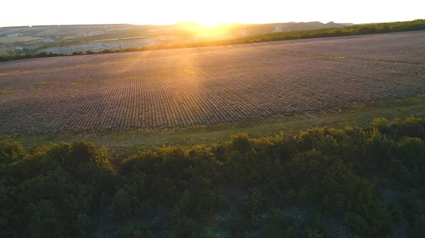Вид с воздуха на большое лавандовое поле, окруженное зелеными деревьями в лучах восхода солнца. Выстрел. Пейзаж на плато Валенсол, Прованс, Франция, Европа . — стоковое фото