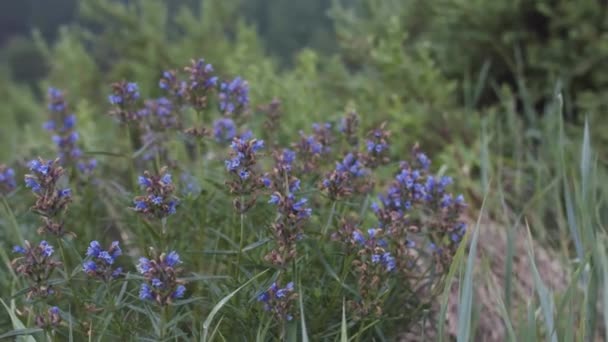 들판에서 자라는 잠자리의 푸른 꽃들을 가까이 서 볼 수있습니다. 주가 영상이요. 비오는 여름날에 꽃이 피는 덩굴식물 인 약용식물 과 화밀 식물. — 비디오