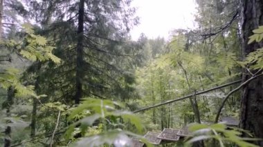 Yeşil ormanda demir merdiven. Stok görüntüleri. Bulutlu arka planda, ormanda kolay tırmanış için turist demir merdivenleri. Tehlikeli bir şekilde dik demir merdivenlerden tırmanıp ormanda yürüyüş yapmak.