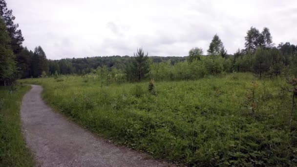 Groen landschap aan de rand van het bos bij bewolkt weer. Voorraadbeelden. Mooie weelderige vegetatie in de buurt van bos met pad op de achtergrond van bewolkte lucht — Stockvideo