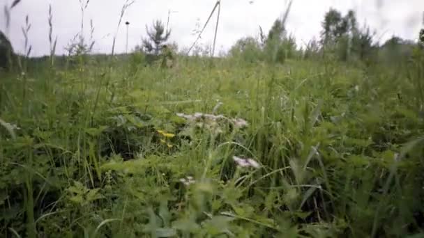 Pohled mezi zelené trávy na zamračeném pozadí oblohy. Záběry ze skladu. Bujná a divoká vegetace zelené trávy s kapkami po dešti za oblačného počasí. Pohled zdola z trávy — Stock video