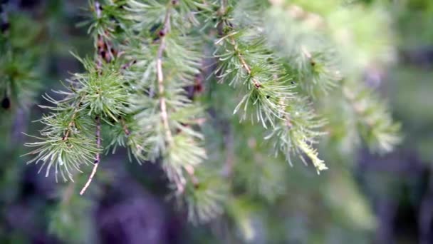 Primer plano de hermosas ramas de abeto de naturaleza natural. Imágenes de archivo. Hermosas ramas verdes de abeto en el tiempo nublado verano. La belleza natural de la naturaleza en detalle — Vídeo de stock