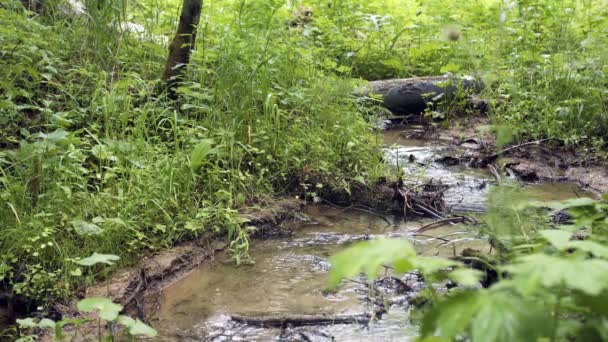 Flusso forestale che scorre attraverso rami e vegetazione verde. Filmati delle scorte. Flusso poco profondo scorre tra verdi foreste dense — Video Stock