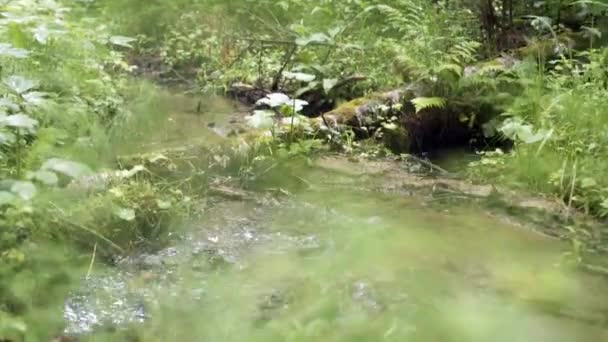 Lesní potok protéká větvemi a zelenou vegetací. Záběry ze skladu. Mělký potok teče mezi zelenými hustými lesy — Stock video