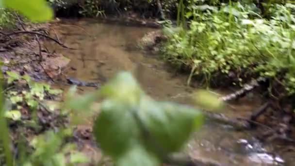 Lesní potok protéká větvemi a zelenou vegetací. Záběry ze skladu. Mělký potok teče mezi zelenými hustými lesy — Stock video