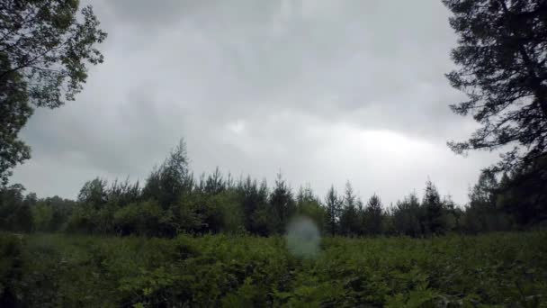 Krajina s okrajem lesa na pozadí oblačné oblohy. Záběry ze skladu. Pohled zdola na okraji lesa s bujnou trávou na pozadí tyčících se zelených jedlí a zataženou oblohou s deštěm — Stock video