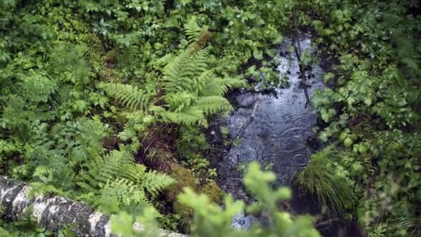 Yeşil ormanda yağmur damlaları olan güzel bir su birikintisi. Stok görüntüleri. Eğreltiotlarının arasındaki yağmur birikintisi ve ormandaki yeşil bitki örtüsü. Yağmur damlalarındaki güzellik yüzey havuzlarındaki dalgalanmalarla — Stok video