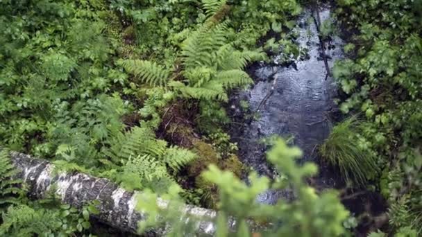 녹색 숲에 빗방울 이 있는 아름다운 흙탕물. 주가 영상이요. 우림에 있는 양치류와 푸른 초목 사이 의비 속에서 뒹굴라. 지표수 영장에 잔물결이 피어 있는 드넓은 강우림의 아름다움 — 비디오