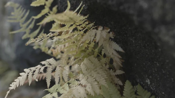 Close up of ferns leaves on stones background. Stock footage. Light green foliage, natural floral background with a fern bush growing by the rock. — Stock Photo, Image