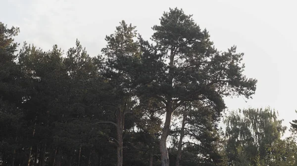 Árvores altas sempre verdes no fundo do céu nublado. Imagens de stock. Paisagem natural de árvores de coníferas na borda de uma floresta de primavera em um verão . — Fotografia de Stock