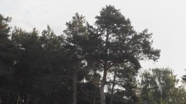 Bulutlu arka planda Evergreen yüksek ağaçları. Stok görüntüleri. İlkbahar ormanlarının kıyısındaki kozalaklı ağaçların doğal manzarası.