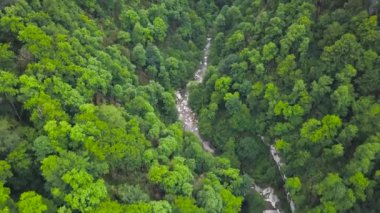 Kayalıklı ve dereli vahşi orman vadisi manzarası. Şarjör. Kaya çıkıntıları ve dağ nehirleri olan sık yeşil ormanın doğal manzarası