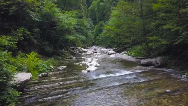 Hermoso río de montaña que fluye a través del bosque verde. Clip. Río bajo claro corre a lo largo de las cornisas de montaña en el fondo de bosque verde exuberante — Vídeo de stock