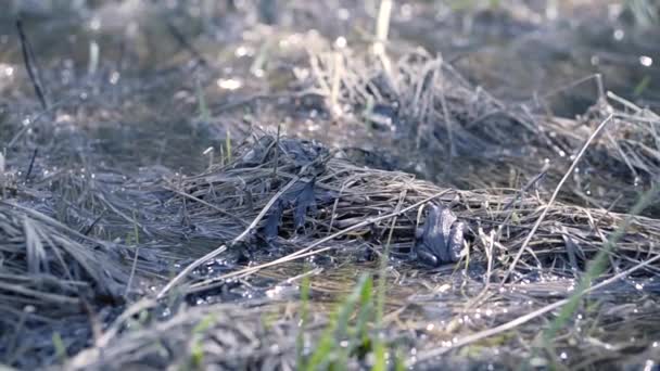 Primo piano della rana nella palude. Clip. Vista a livello della rana grigia nella palude nella giornata di sole. Vita in palude di rana solitaria che guarda in distanza — Video Stock