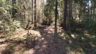 Güneşli bir günde orman yolunda tek başına yürümek. Şarjör. Yazın dolambaçlı orman yolunda birinci şahıs yürüyüşü. Güneşli yaz gününde çam ormanlarında tek bir yürüyüş.