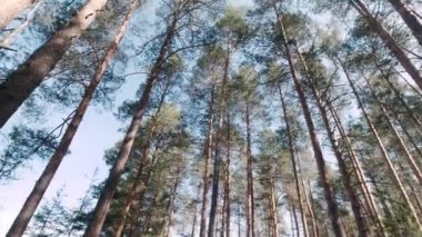 Arkadaki mavi gökyüzünde, ormandaki çam ağaçlarının alt manzarası. Şarjör. Güneşli bahar gününde çam ağaçlarının tepelerinin baş döndürücü manzarası. Ormandaki yürüyüş sırasında ağaçların alt görüntüsü