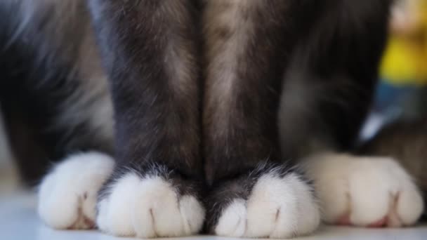 Patas pretas e brancas de gato. Conceito. Close-up de belas patas brancas de gato preto sentado à janela. Patas brancas bonitos de gato preto — Vídeo de Stock