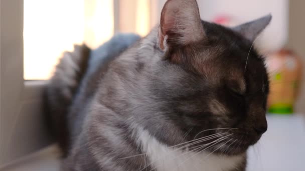 Vue au niveau du chat domestique noir et blanc. Concept. Beau chat domestique de couleur noire et blanche tachetée se trouve sur le fond de confort à la maison — Video