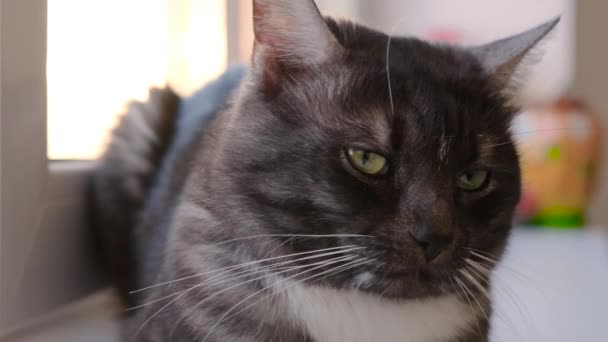 Close-up of face of black and white cat. Concept. Beautiful big cat with black and white coloring sits at window and looks around. House cat looks at camera on background of window — Stock Video