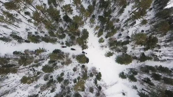 Snowmobiles na estrada na floresta entre os pinheiros. Clipe. Vista aérea superior da floresta conífera verde e da trilha estreita com veículos de neve . — Fotografia de Stock