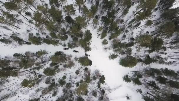 Motos de nieve en el camino en el bosque entre los pinos. Clip. Vista aérea superior del bosque de coníferas verdes y el estrecho sendero con vehículos de nieve . — Vídeo de stock