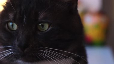 Yeşil gözlü, siyah beyaz, sevimli bir kedi. Kavram. Pürüzsüz, siyah kürklü güzel kedi bulanık arka planda, oturma odasında yatıyor..