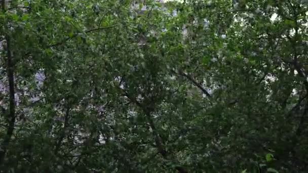 Flores brancas florescentes na macieira em tempo ventoso. Conceito. Natureza de verão, macieira com folhas verdes e flores brancas balançando e pétalas brancas voando ao vento . — Vídeo de Stock