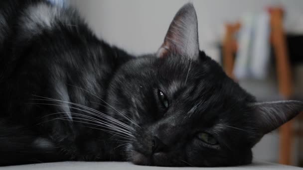 Κοντινό πλάνο της ασπρόμαυρης γάτας που κοιμάται. Έννοια. Όμορφη γάτα βρίσκεται και αποκοιμιέται κοιτάζοντας κάμερα με πράσινα μάτια. Γάτα αποκοιμιέται υπό αναισθησία στον κτηνίατρο — Αρχείο Βίντεο