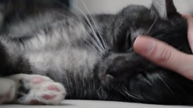Siyah beyaz kediyi okşayan adama yakın çekim. Kavram. Güzel ve sevecen kedi sahibinin nazikçe okşamasından hoşlanır. Evcil kediye nazik davran.