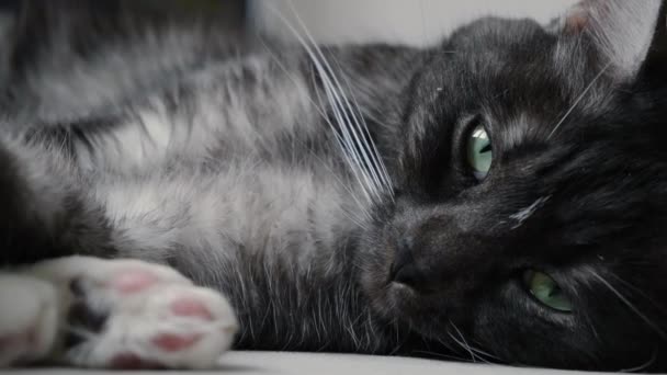 Close-up of beautiful black and white cat looking at camera. Concept. Home black and white cat cute lies and looks at camera with beautiful green eyes — Stock Video