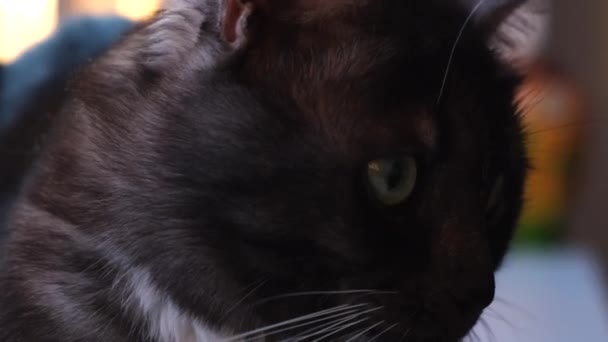 Домашняя черно-белая симпатичная кошка с зелеными глазами. Концепция. Кот с гладким темным мехом лежит в гостиной дома на размытом фоне . — стоковое видео