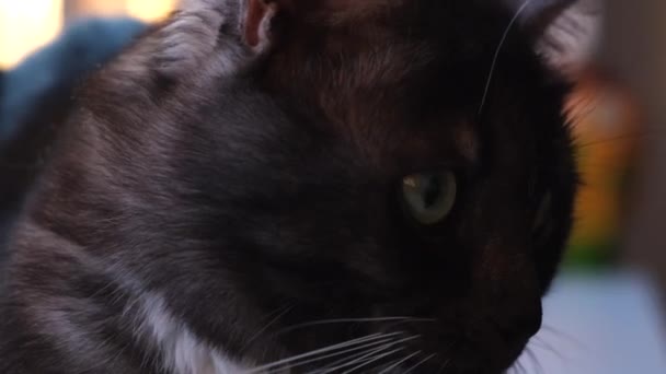 Domestic black and white cute cat with green eyes. Concept. Beautiful cat with smooth dark fur lying in the living room at home on blurred background. — Stock Video