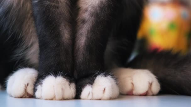 Pattes blanches de chat noir sur surface plane blanche. Concept. Gros plan de belles pattes de chat et queue duveteuse, chat assis sur la table à la maison sur fond flou. — Video