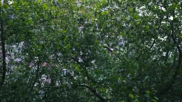 Blühende weiße Blüten am Apfelbaum bei windigem Wetter. Konzept. Sommerliche Natur, Apfelbaum mit grünen Blättern und weißen Blüten, die sich wiegen und weißen Blütenblättern, die im Wind fliegen. — Stockvideo
