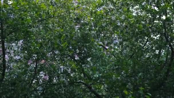 Flores brancas florescentes na macieira em tempo ventoso. Conceito. Natureza de verão, macieira com folhas verdes e flores brancas balançando e pétalas brancas voando ao vento . — Vídeo de Stock