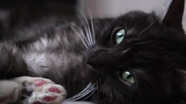 Bulanık arka planda yerde yatan yeşil büyük gözlü, uykulu kara kedi. Kavram. Kameranın önünde yumuşak pençeleriyle uzanan siyah beyaz güzel bir hayvan..